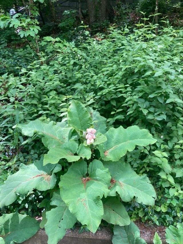 Utilapu került a lábamra! Morningside Park, NYC!